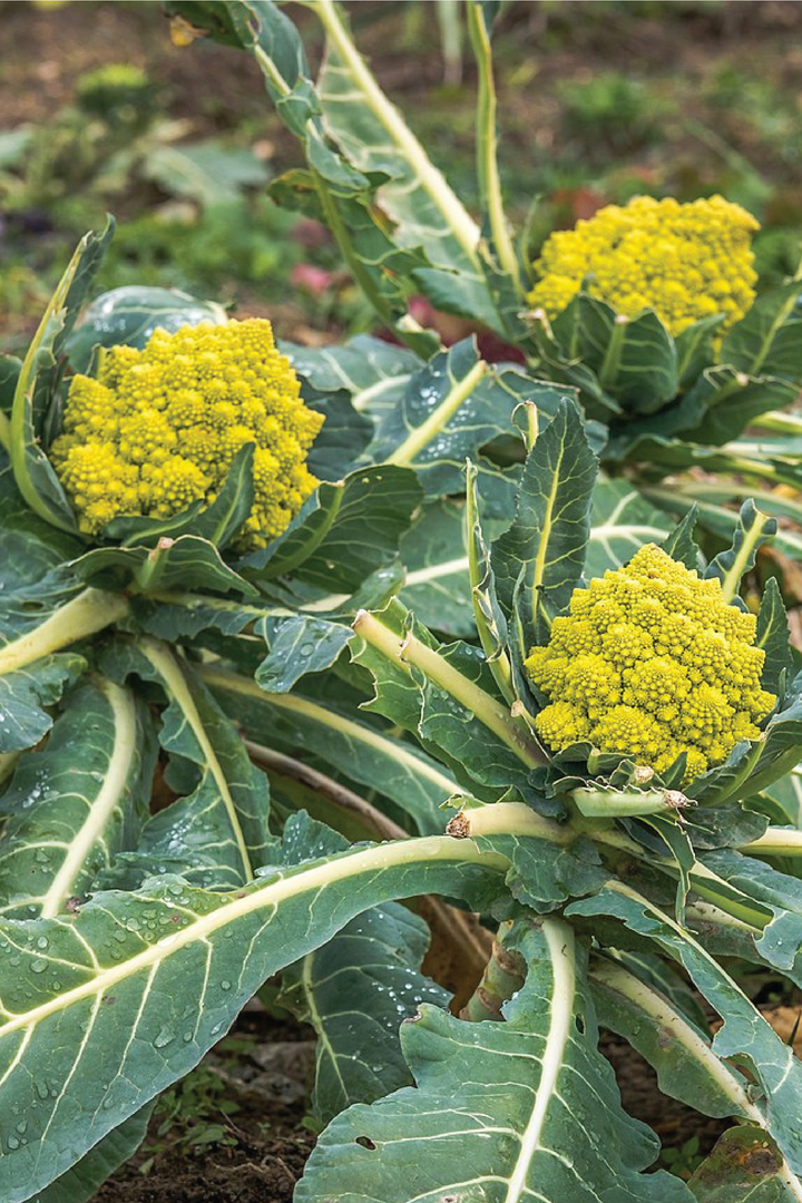 ORGANIC ROMANESCO BROCCOLI SEEDLING <br> شتلات البروكلي رومانيسكو العضوية