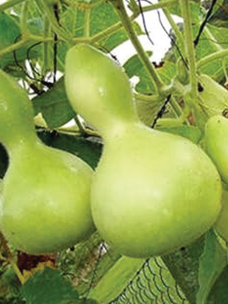 ORGANIC GIANT GOURD SEEDLING <br>شتلات القرع الزجاجي العضوية