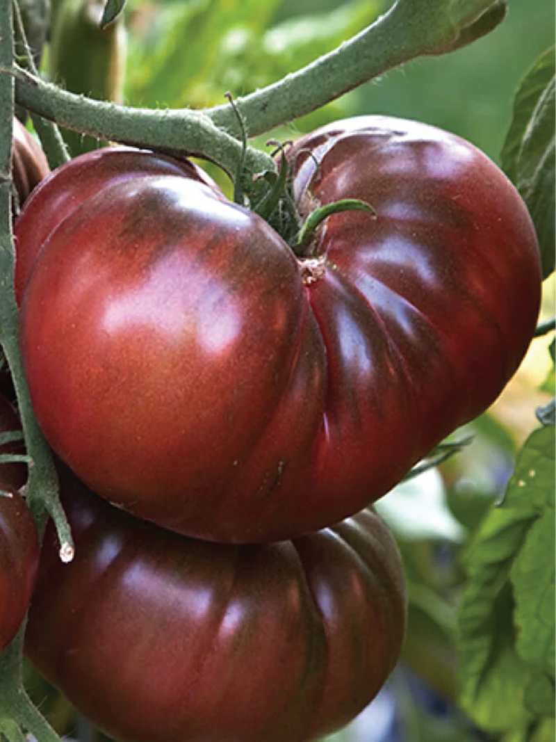 ORGANIC BLACK BRANDYWINE TOMATO SEEDLING <br>شتلات طماطم بلاك براندي واين العضوية