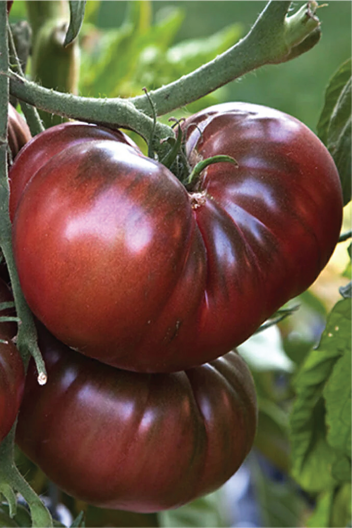 ORGANIC BLACK BRANDYWINE TOMATO SEEDLING <br>شتلات طماطم بلاك براندي واين العضوية