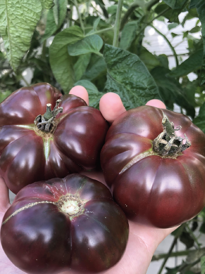 ORGANIC BLACK BRANDYWINE TOMATO SEEDLING <br>شتلات طماطم بلاك براندي واين العضوية