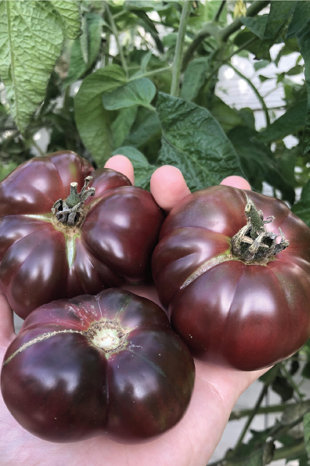 ORGANIC BLACK BRANDYWINE TOMATO SEEDLING <br>شتلات طماطم بلاك براندي واين العضوية