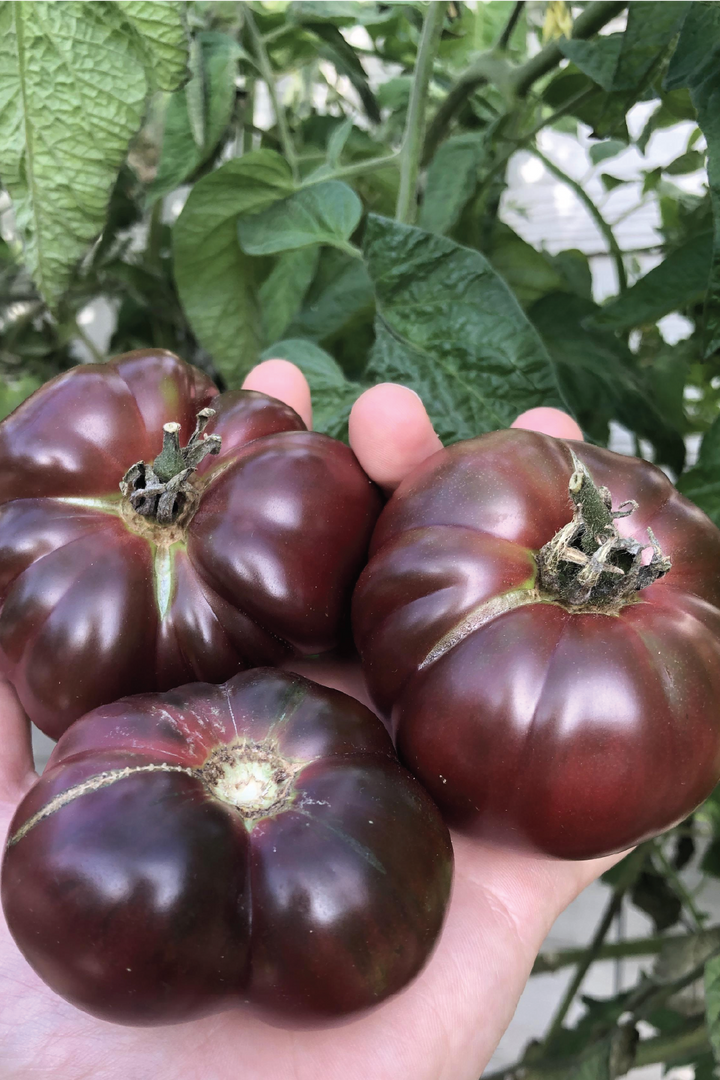 ORGANIC BLACK BRANDYWINE TOMATO SEEDLING <br>شتلات طماطم بلاك براندي واين العضوية