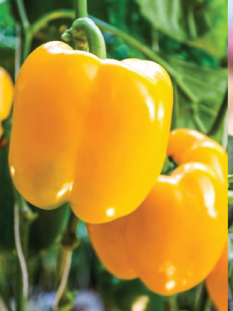 ORGANIC GOLDEN CAPSICUM SEEDLING<br>شتلات الفليفلة الذهبية العضوية