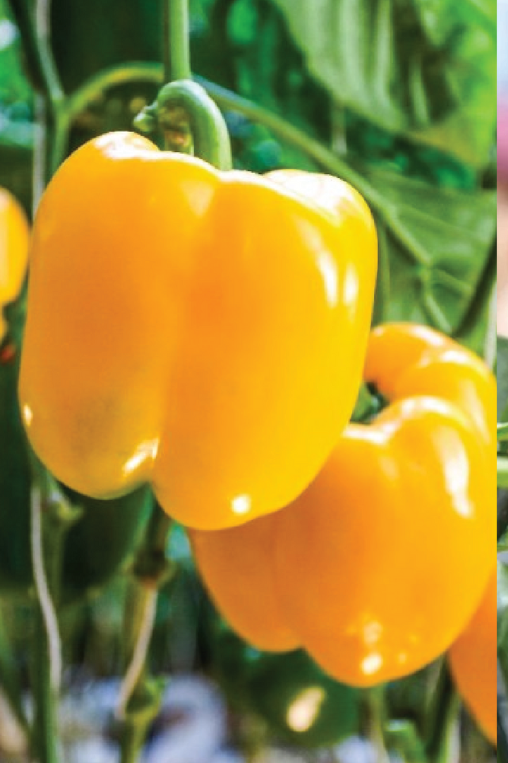 ORGANIC GOLDEN CAPSICUM SEEDLING<br>شتلات الفليفلة الذهبية العضوية