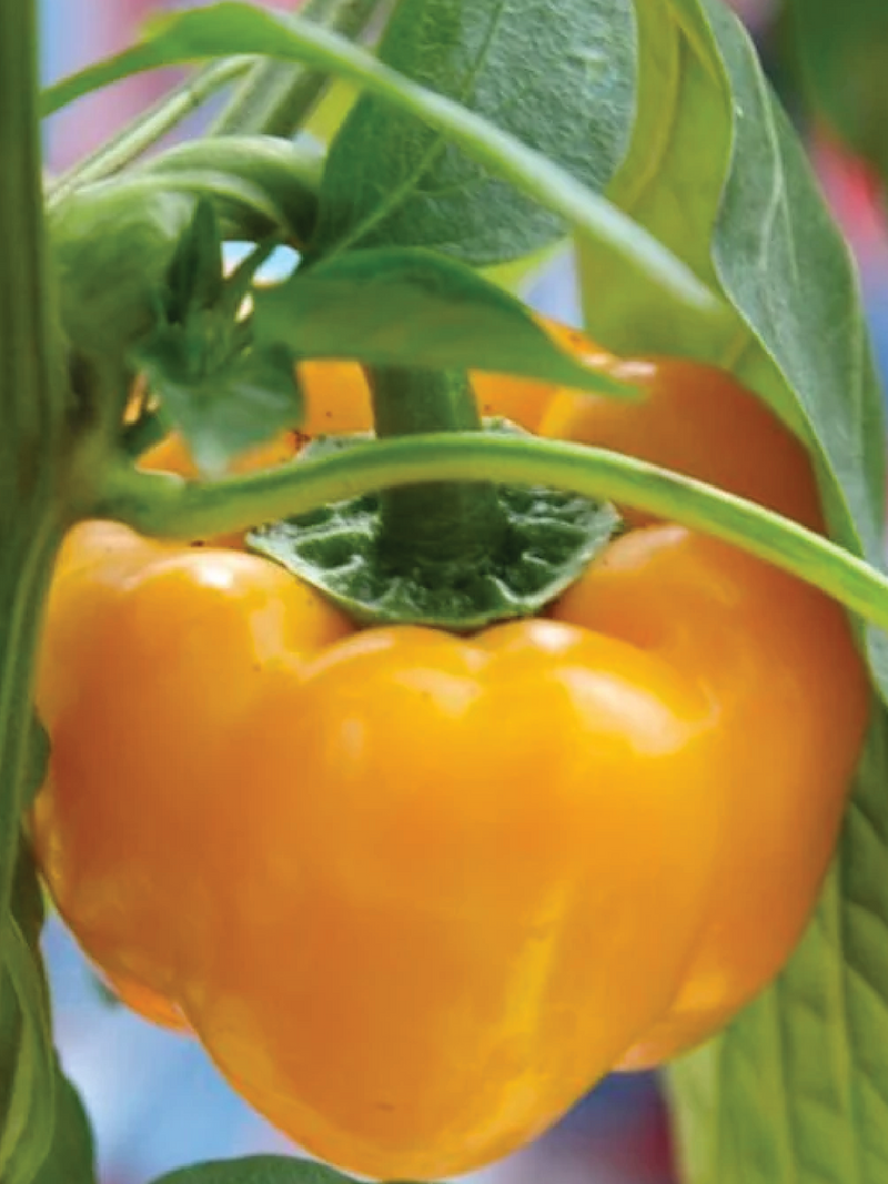 ORGANIC GOLDEN CAPSICUM SEEDLING<br>شتلات الفليفلة الذهبية العضوية
