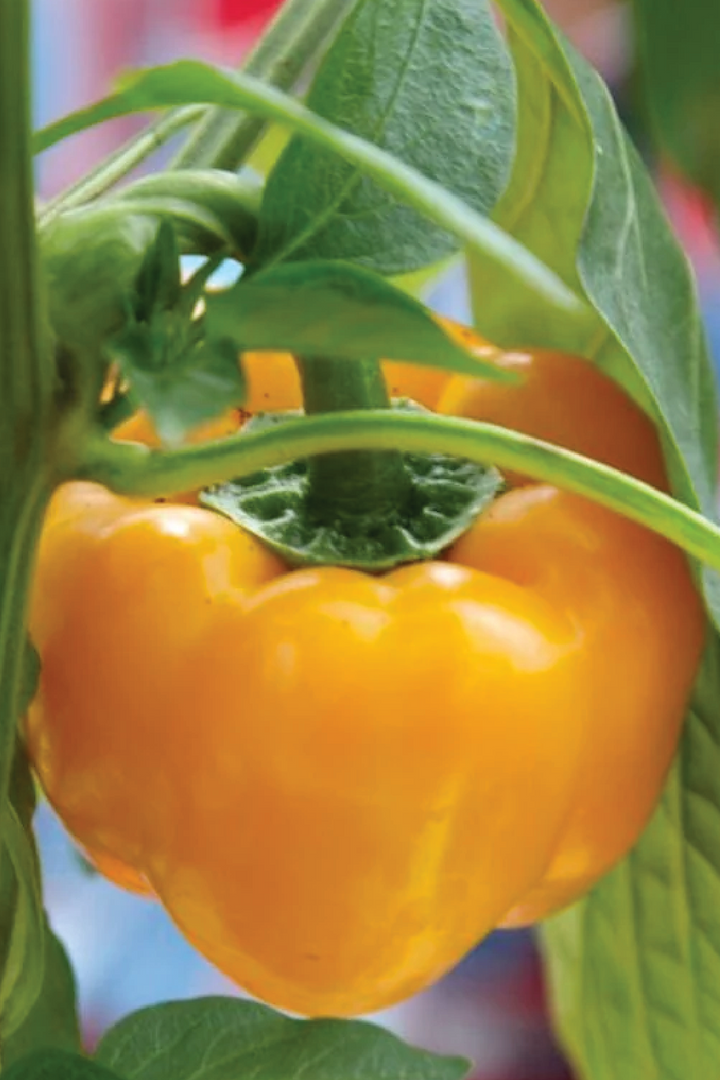 ORGANIC GOLDEN CAPSICUM SEEDLING<br>شتلات الفليفلة الذهبية العضوية