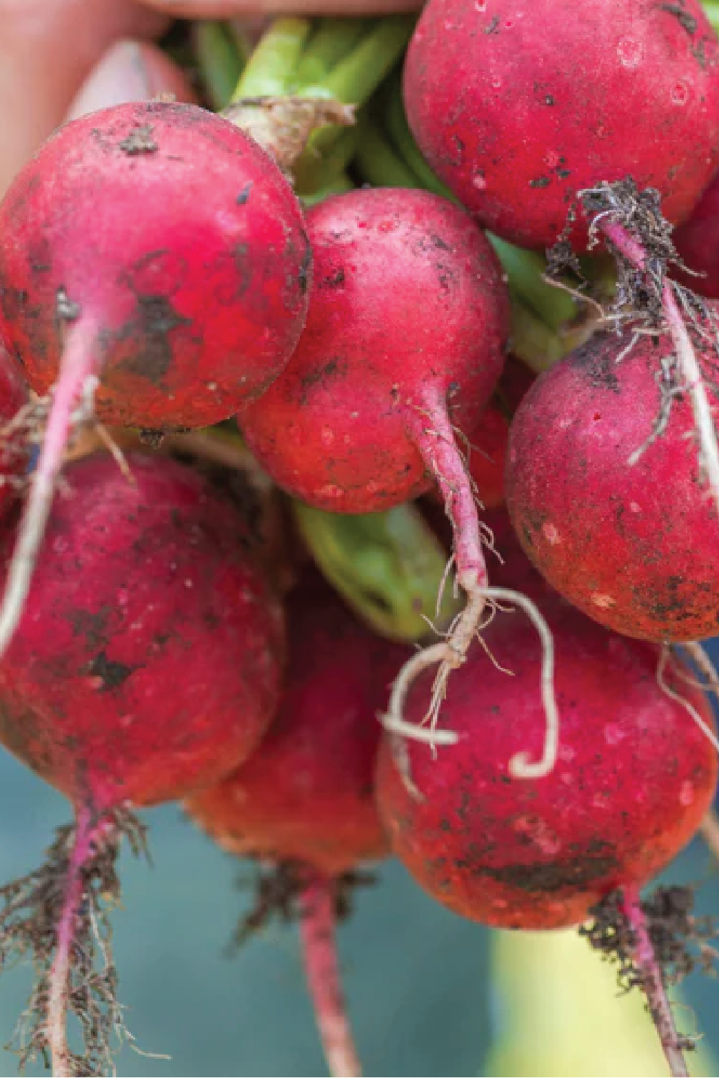 ORGANIC CHERRY RADISH SEEDLING<br>شتلات الفجل الكرزي العضوية 