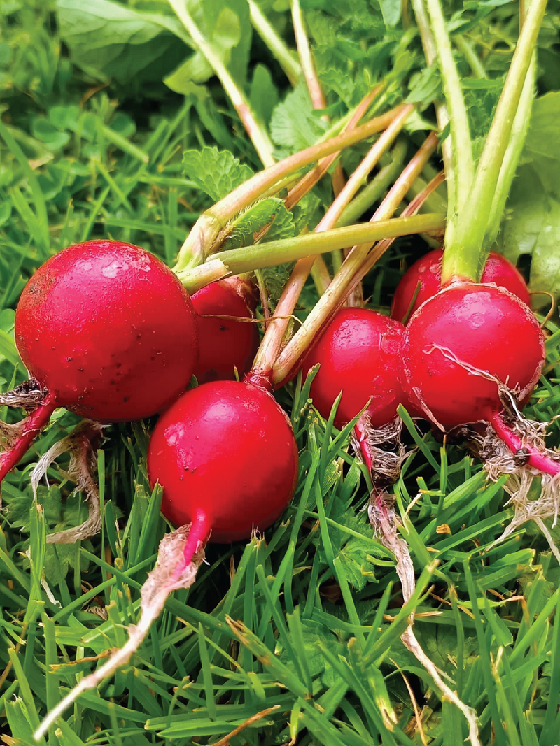 ORGANIC CHERRY RADISH SEEDLING<br>شتلات الفجل الكرزي العضوية 