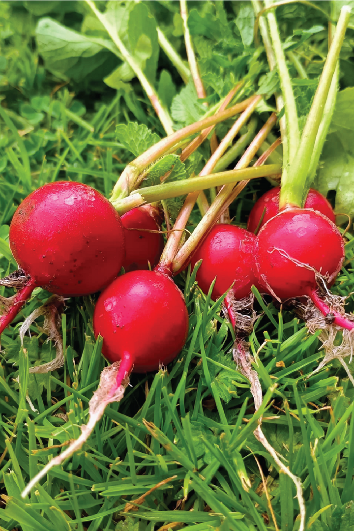 ORGANIC CHERRY RADISH SEEDLING<br>شتلات الفجل الكرزي العضوية 