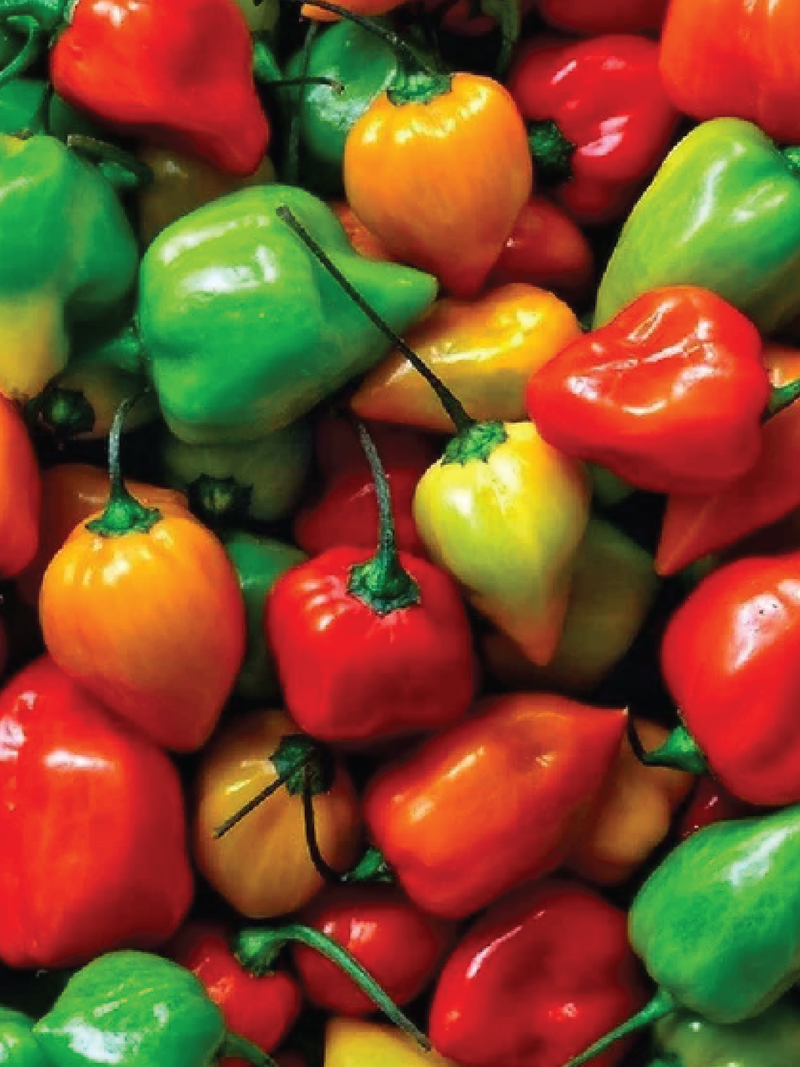 ORGANIC MIXED HABANERO SEEDLING <br> شتلات الفلفل مكس هابانيرو العضوية