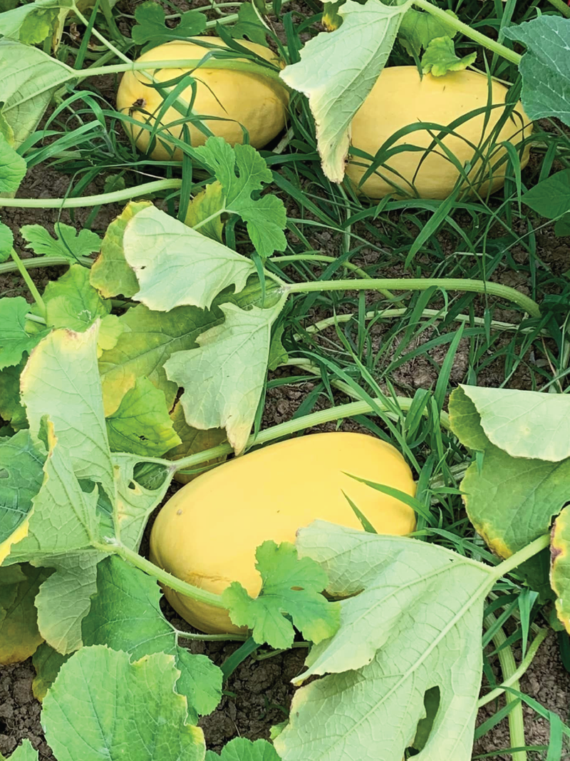 ORGANIC SPAGHETTI SQUASH SEEDLING <br> شتلات القرع السباجيتي العضوية