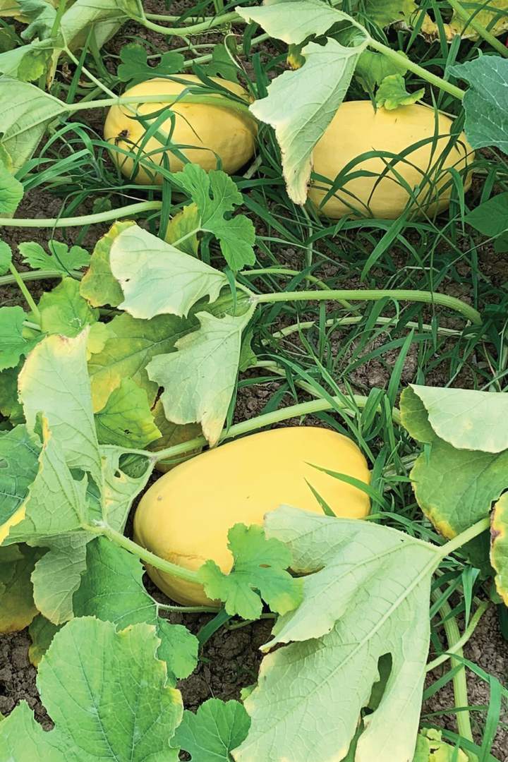 ORGANIC SPAGHETTI SQUASH SEEDLING <br> شتلات القرع السباجيتي العضوية