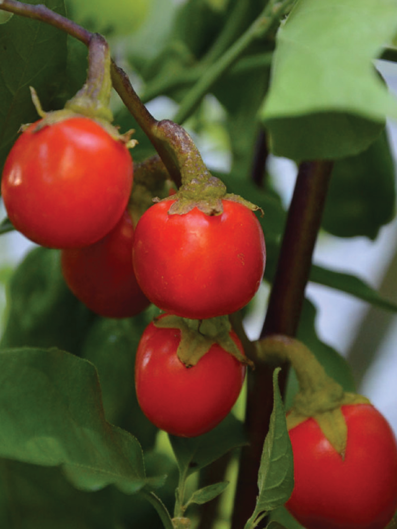 ORGANIC ENSORO EWIA EGGPLANT SEEDLING <br> شتلات باذنجان انزورو العضوية 