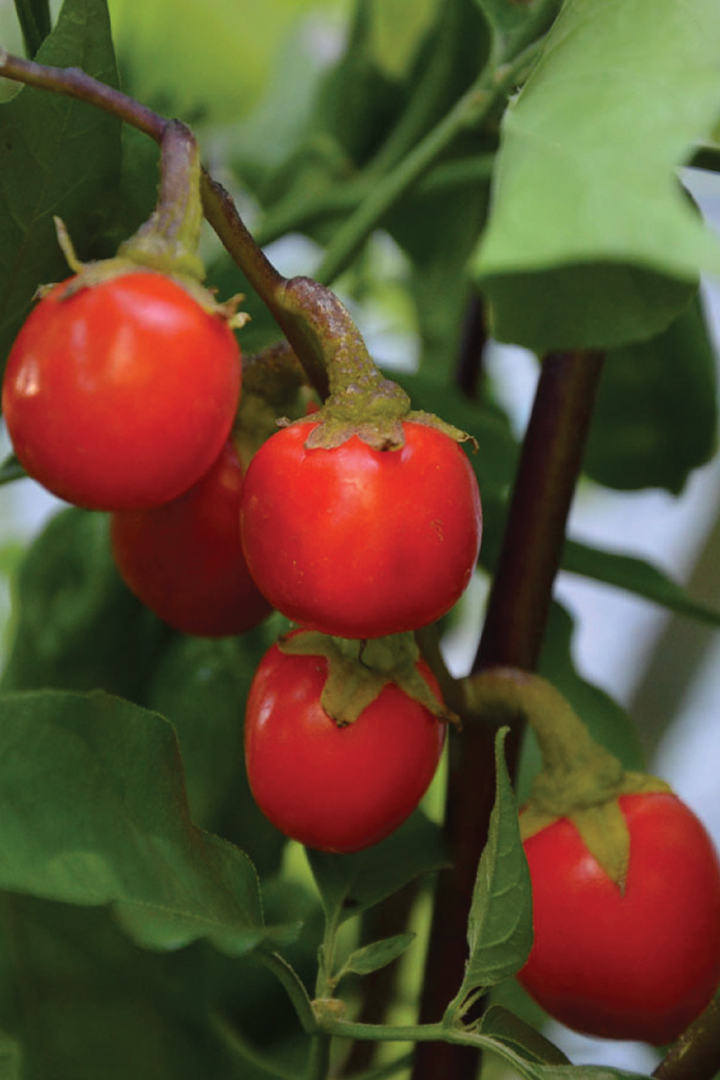 ORGANIC ENSORO EWIA EGGPLANT SEEDLING <br> شتلات باذنجان انزورو العضوية 