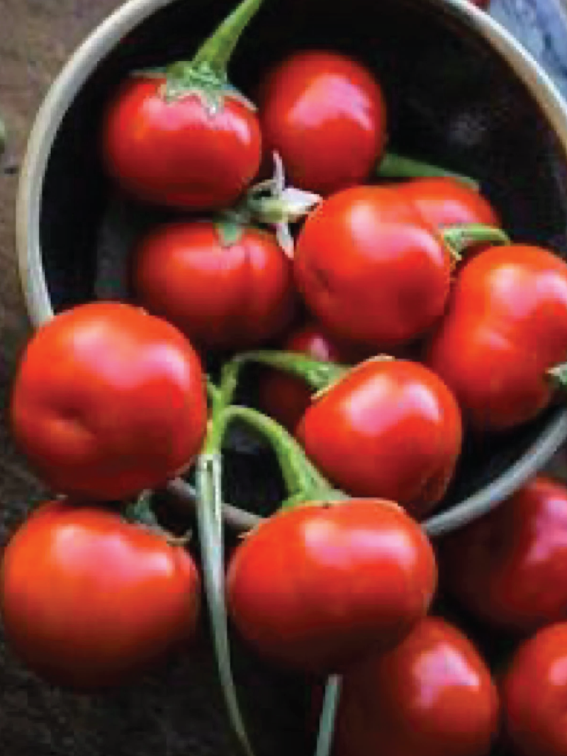 ORGANIC ENSORO EWIA EGGPLANT SEEDLING <br> شتلات باذنجان انزورو العضوية 