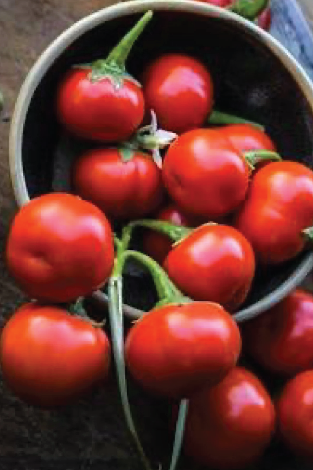 ORGANIC ENSORO EWIA EGGPLANT SEEDLING <br> شتلات باذنجان انزورو العضوية 