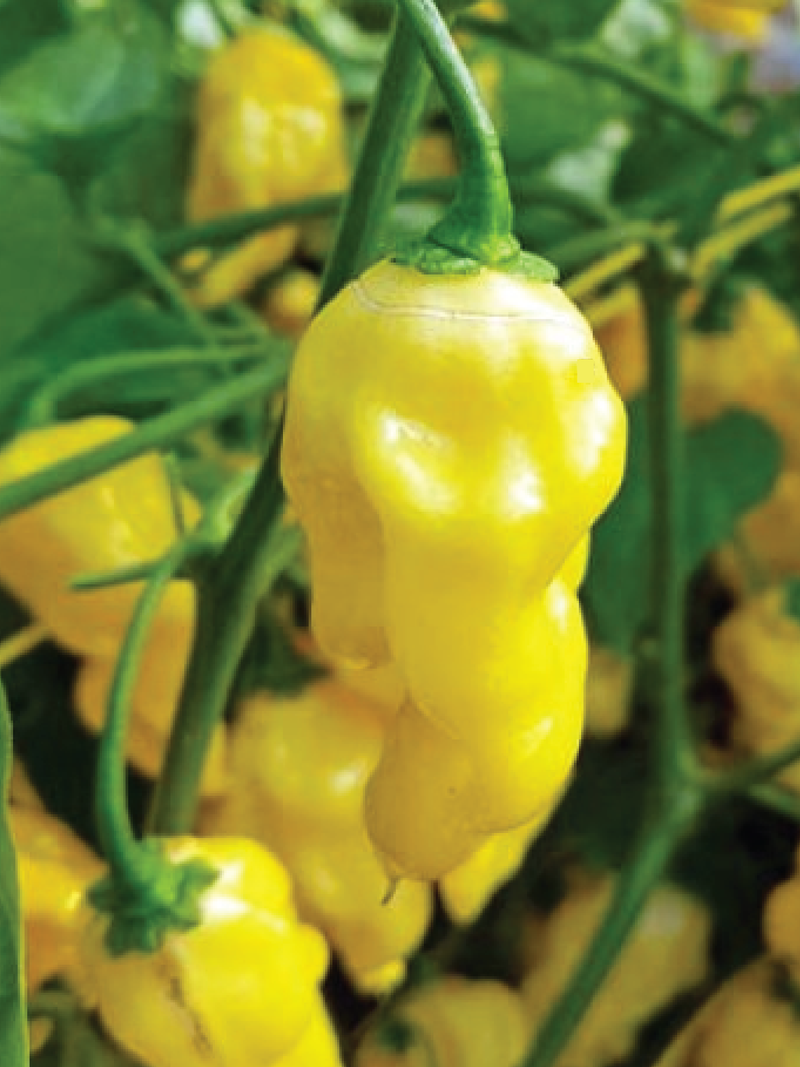 ORGANIC LEMON  HABANERO SEEDLING <br> شتلات ليمون هابانيرو العضوية 