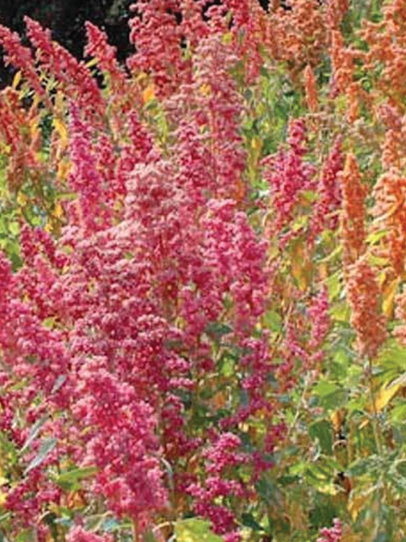 ORGANIC RAINBOW QUINOA SEEDLING <br>شتلات الكينوا برايتس بريانت العضوية