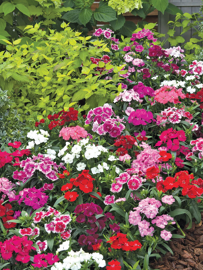 DIANTHUS MIX FLOWER SEEDLING <br> شتلات زهور الديانثس مكس