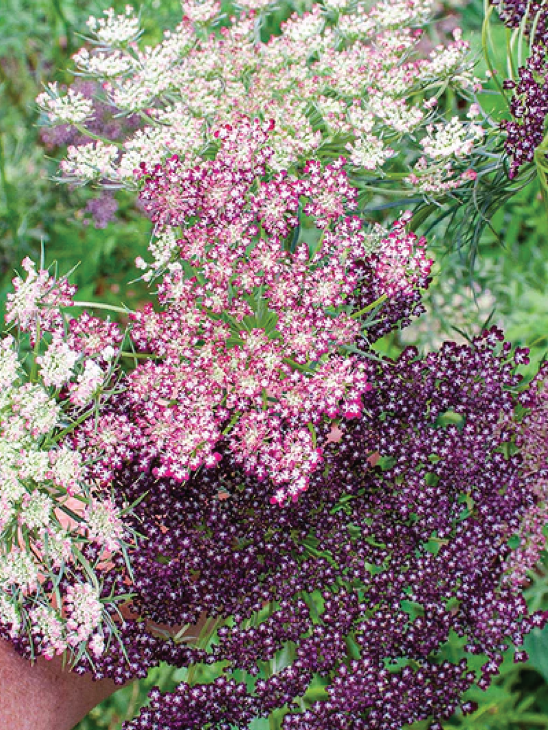 DARA FLOWER SEEDLING <br> شتلات زهور الدارا