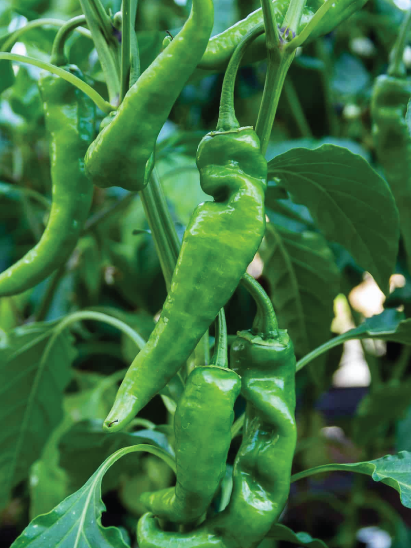 ORGANIC ANAHEIM PEPPER SEEDLING <br>شتلات فلفل أناهايم العضوية