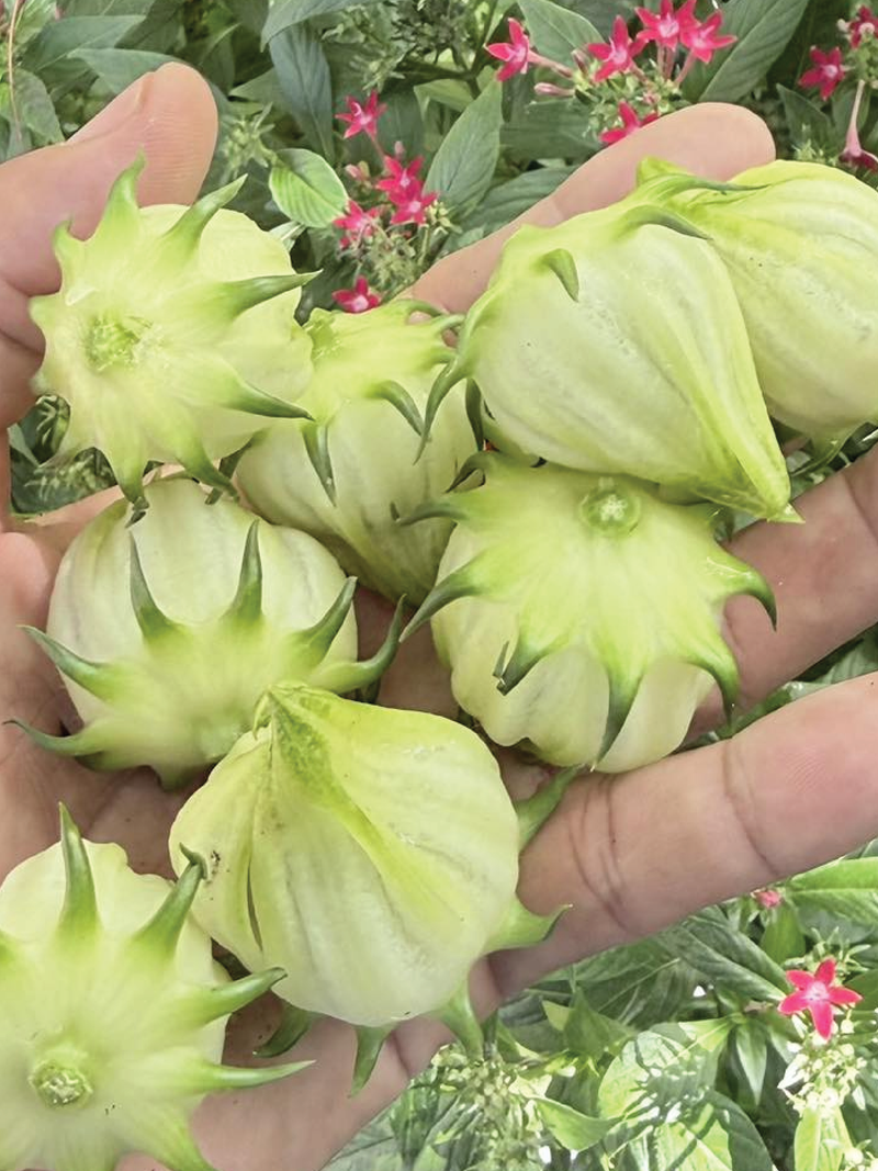 ORGANIC WHITE HIBISCUS SEEDLING <BR>شتلات الكركديه الأبيض العضوية