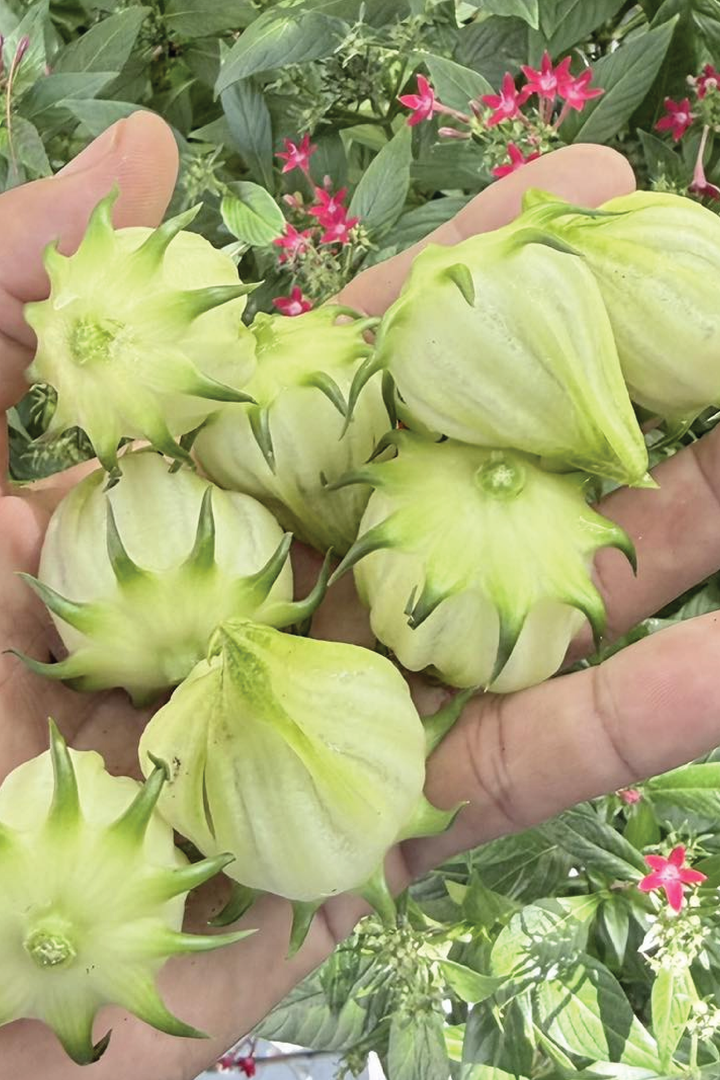 ORGANIC WHITE HIBISCUS SEEDLING <BR>شتلات الكركديه الأبيض العضوية