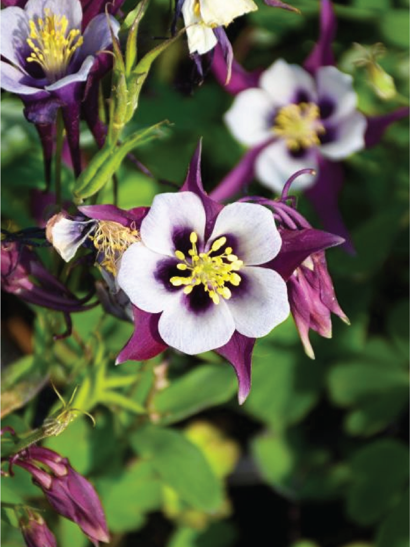 MIX COLUMBINE FLOWER SEEDLING <br> شتلات زهور الكولومباين المكس