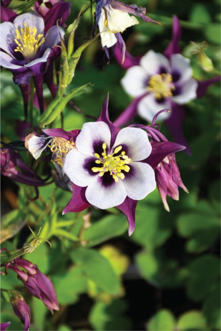 MIX COLUMBINE FLOWER SEEDLING