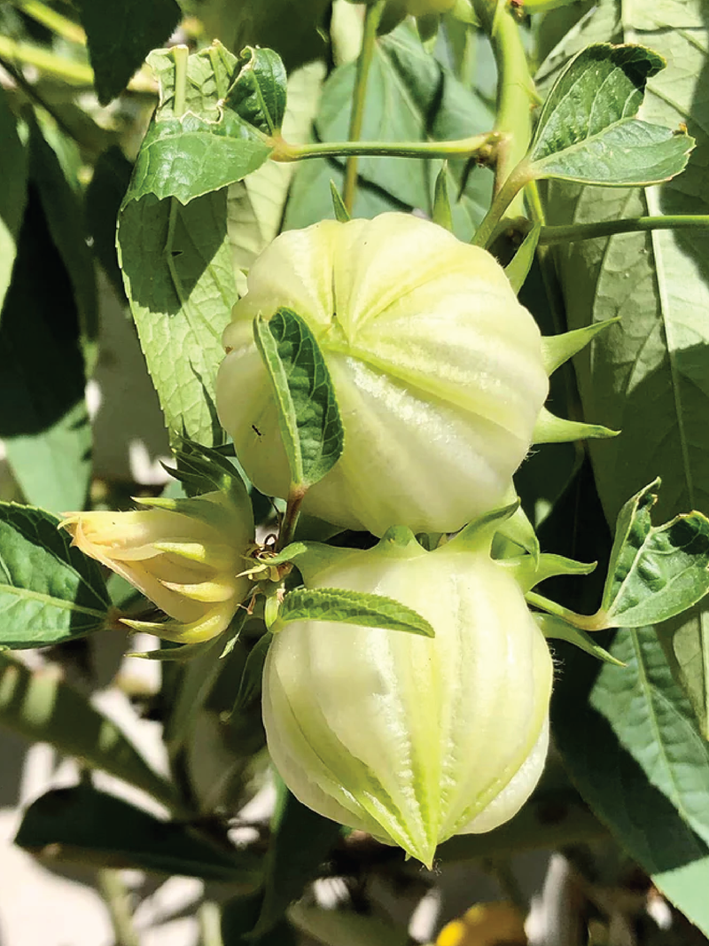 ORGANIC WHITE HIBISCUS SEEDLING <BR>شتلات الكركديه الأبيض العضوية