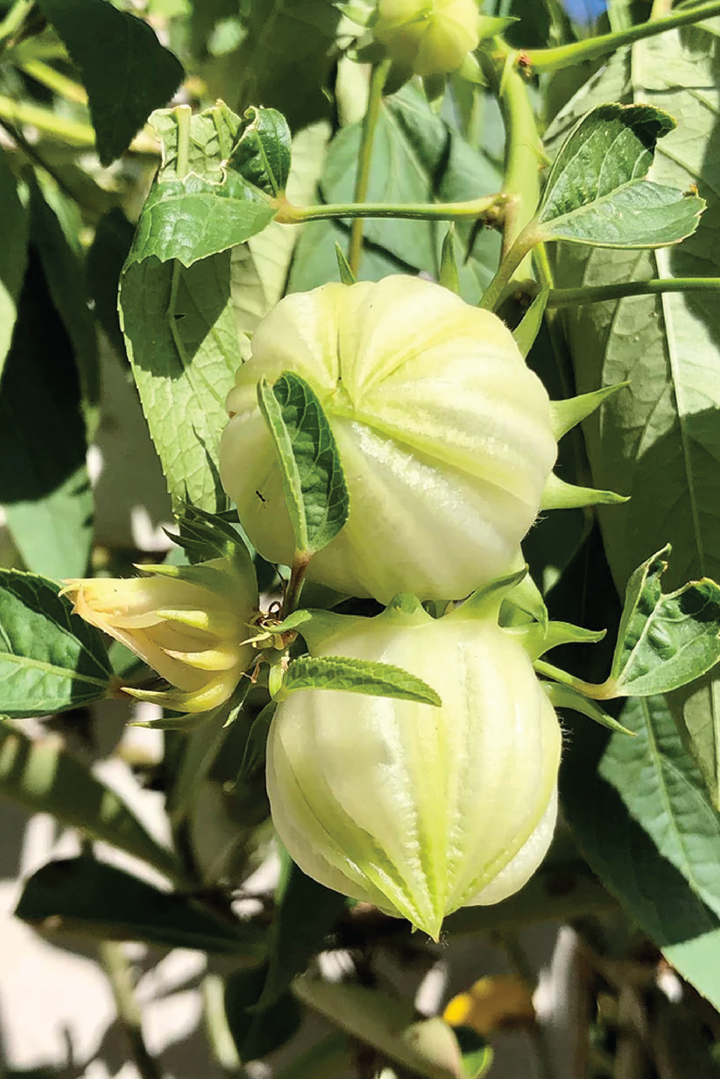 ORGANIC WHITE HIBISCUS SEEDLING <BR>شتلات الكركديه الأبيض العضوية