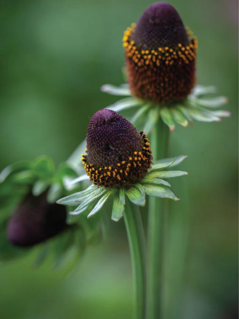 RUDBECKIA GREEN WIZARD FLOWER SEEDLING <br>شتلات زهور الرودبيكيا جرين ويزارد