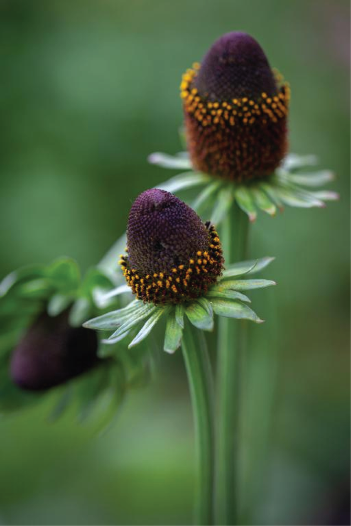 RUDBECKIA GREEN WIZARD FLOWER SEEDLING <br>شتلات زهور الرودبيكيا جرين ويزارد