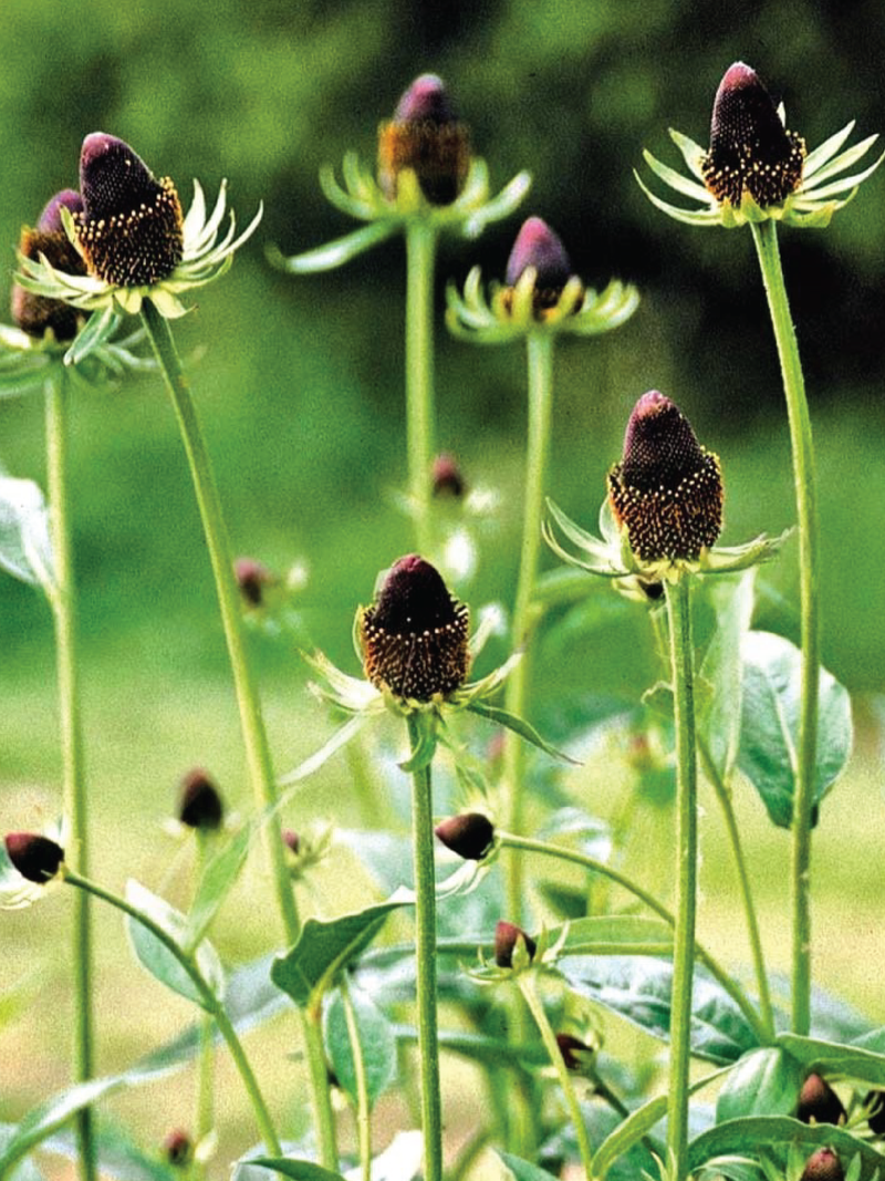 RUDBECKIA GREEN WIZARD FLOWER SEEDLING <br>شتلات زهور الرودبيكيا جرين ويزارد