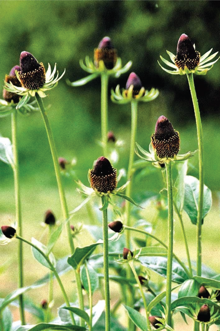 RUDBECKIA GREEN WIZARD FLOWER SEEDLING <br>شتلات زهور الرودبيكيا جرين ويزارد