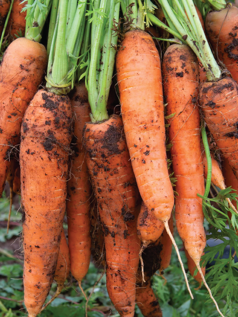 ORGANIC NANTES CARROT SEEDLING <br>شتلات جزر النانتس اللذيذ العضوية