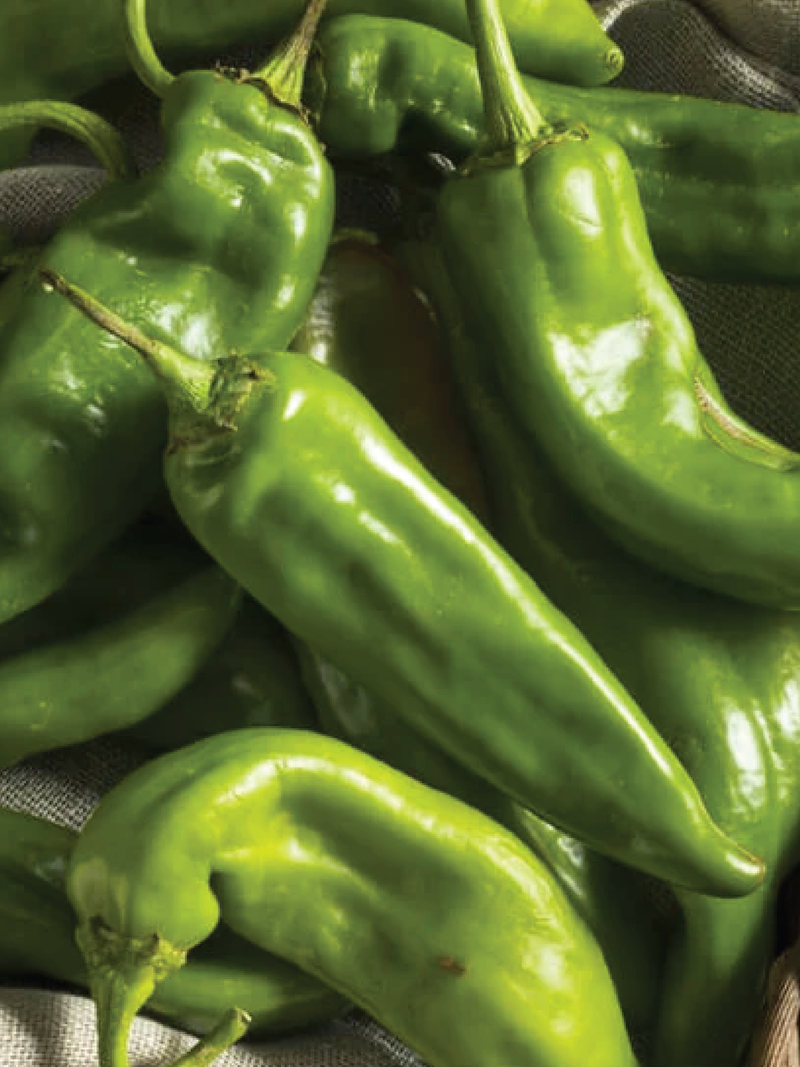 ORGANIC ANAHEIM PEPPER SEEDLING <br>شتلات فلفل أناهايم العضوية