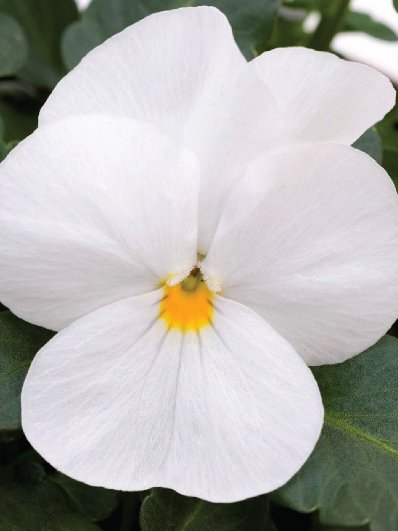 ADMIRE WHITE VIOLA FLOWER SEEDLING<br> شتلات زهور الفايولا أدماير وايت
