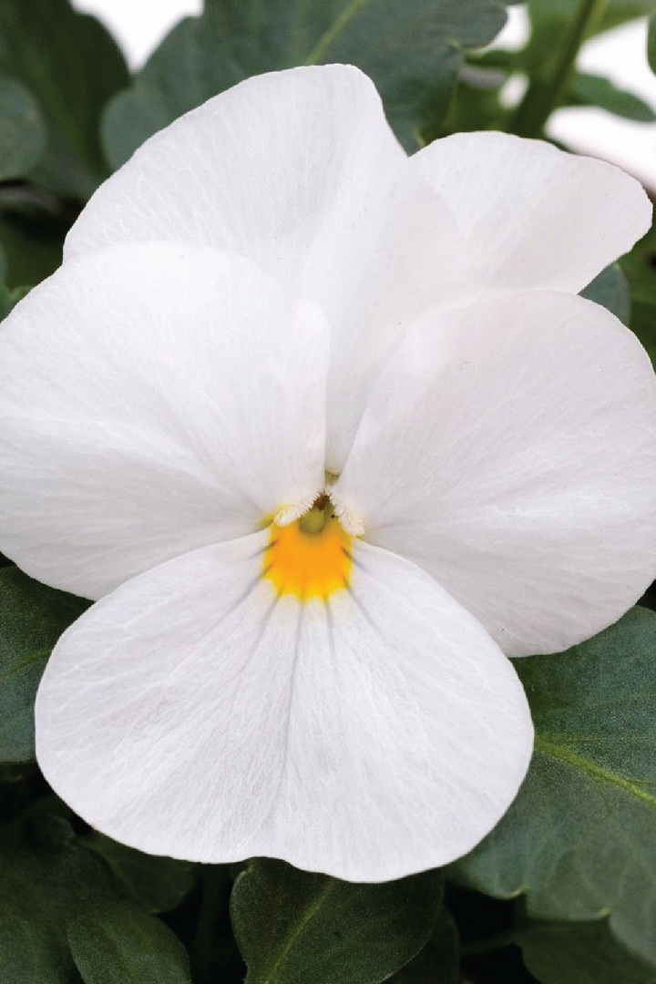 ADMIRE WHITE VIOLA FLOWER SEEDLING<br> شتلات زهور الفايولا أدماير وايت