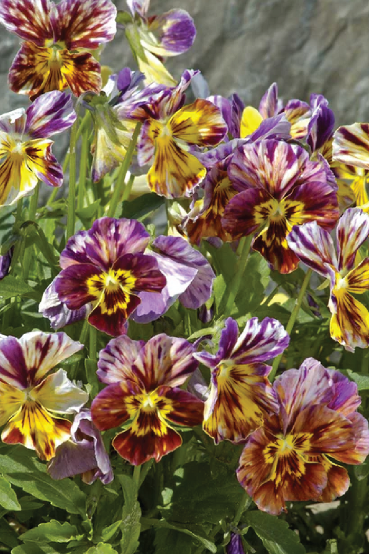 VIOLA BRUSH STROKES FLOWER SEEDLING <br> شتلات زهور الفايولا برش ستروكس