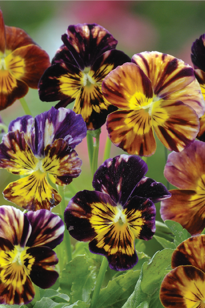 VIOLA BRUSH STROKES FLOWER SEEDLING <br> شتلات زهور الفايولا برش ستروكس