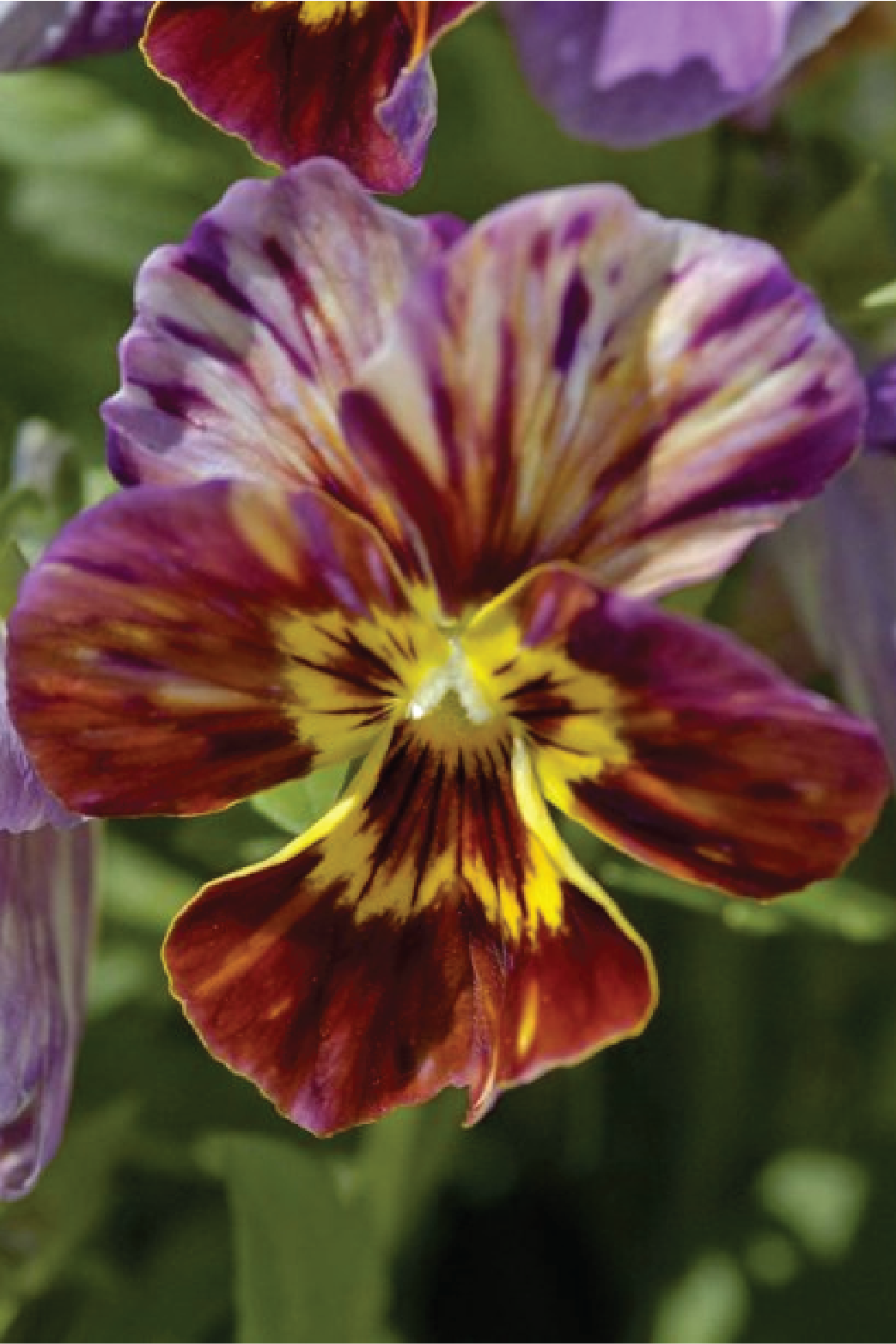 VIOLA BRUSH STROKES FLOWER SEEDLING <br> شتلات زهور الفايولا برش ستروكس
