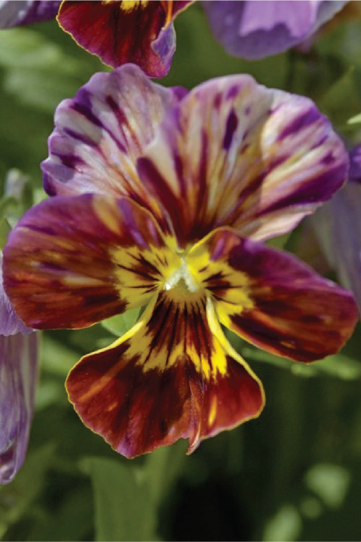 VIOLA BRUSH STROKES FLOWER SEEDLING <br> شتلات زهور الفايولا برش ستروكس