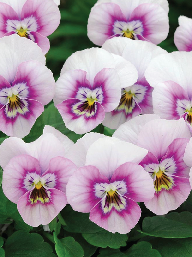 SORBET PINK HALO VIOLA FLOWER SEEDLING<br> شتلات زهور الفايولا سوربيه بينك هالو