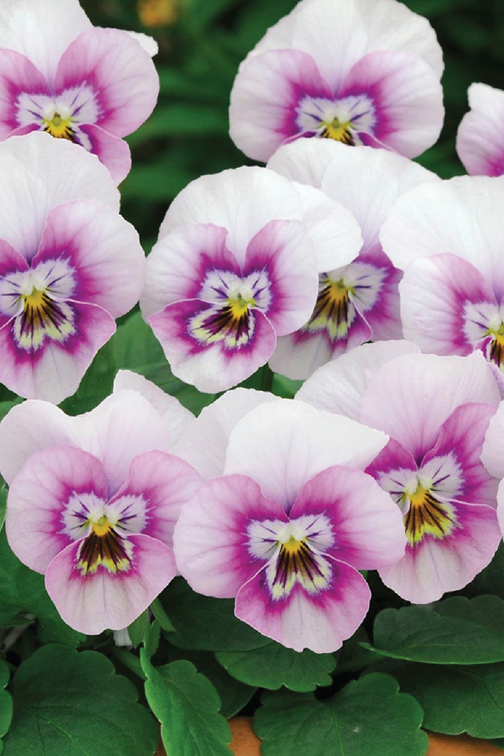 SORBET PINK HALO VIOLA FLOWER SEEDLING<br> شتلات زهور الفايولا سوربيه بينك هالو