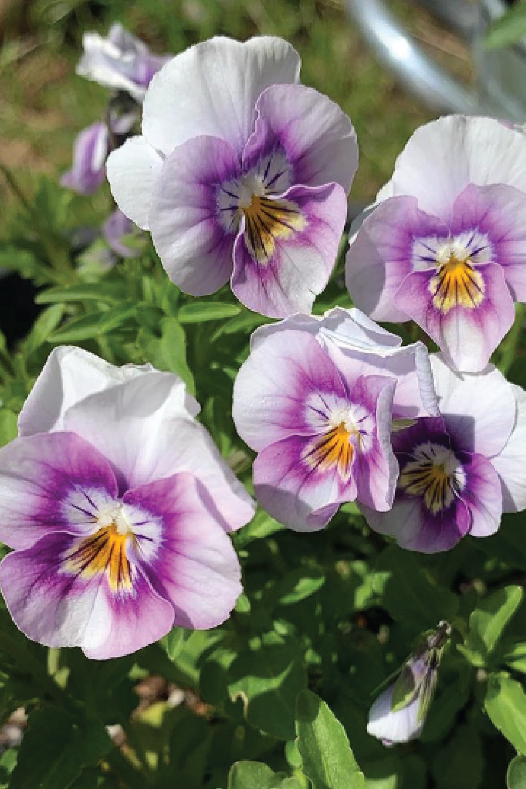 SORBET PINK HALO VIOLA FLOWER SEEDLING<br> شتلات زهور الفايولا سوربيه بينك هالو