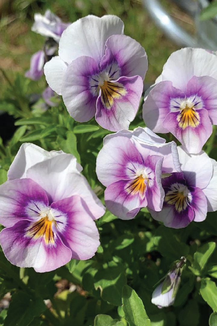 SORBET PINK HALO VIOLA FLOWER SEEDLING<br> شتلات زهور الفايولا سوربيه بينك هالو