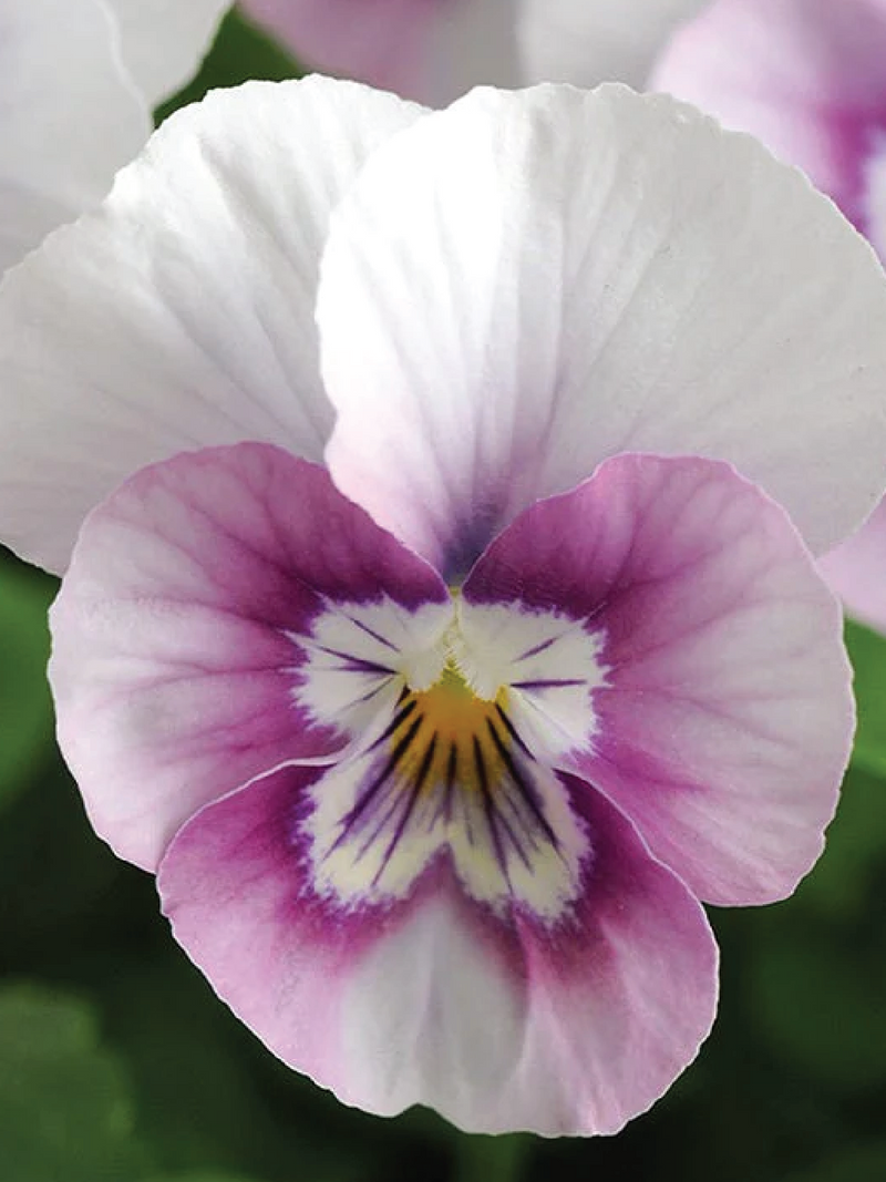 SORBET PINK HALO VIOLA FLOWER SEEDLING<br> شتلات زهور الفايولا سوربيه بينك هالو