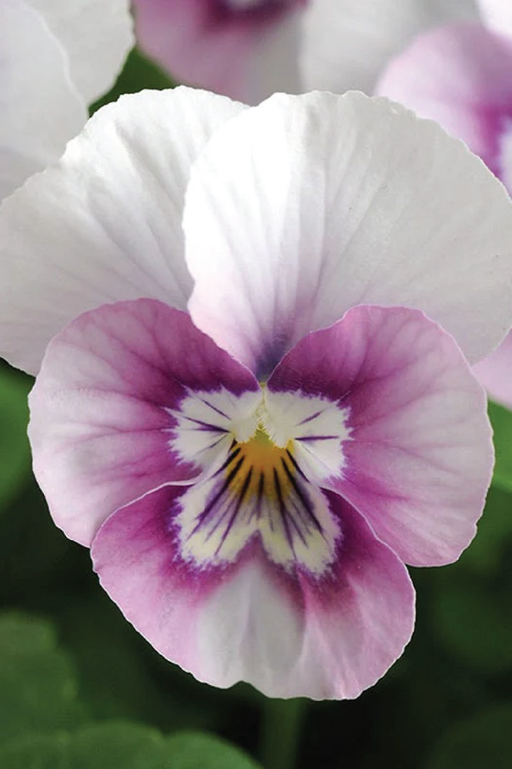 SORBET PINK HALO VIOLA FLOWER SEEDLING<br> شتلات زهور الفايولا سوربيه بينك هالو